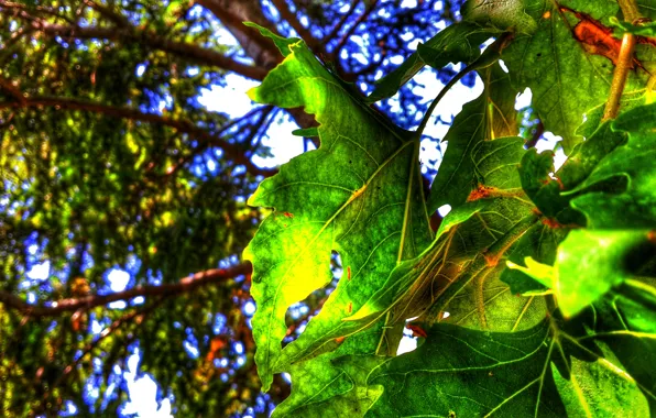 Green, Nature, tree, garden, leaf, natural