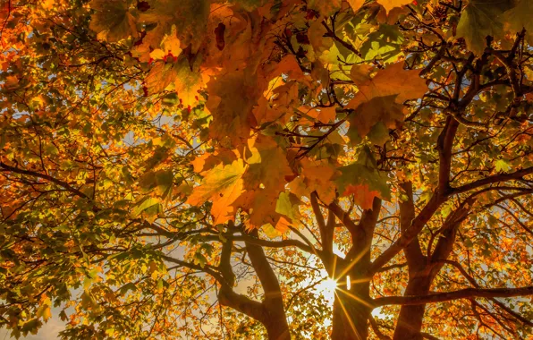 Осень, листья, дерево, клён