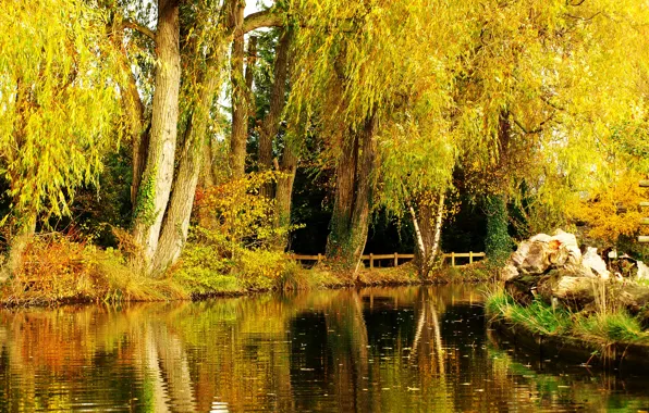 Осень, деревья, пруд, парк