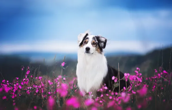 Картинка поле, морда, цветы, собака, аусси