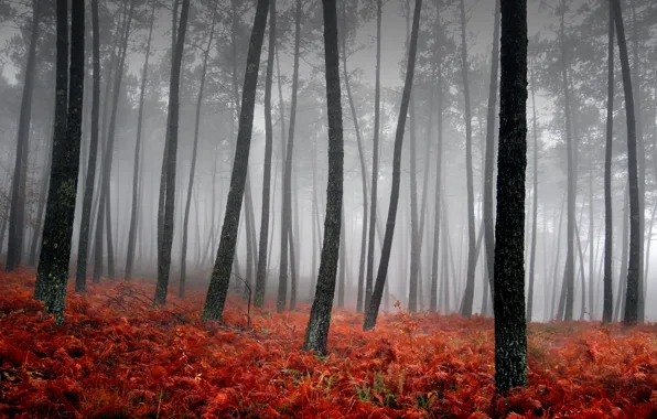 Картинка трава, деревья, красный, туман