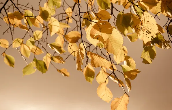 Картинка осень, листья, природа, nature, autumn, leaves, 2560x1600