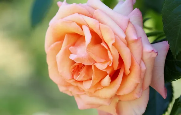 Макро, розы, лепестки