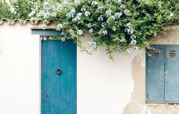 Цветы, стена, дверь, wall, flowers, door