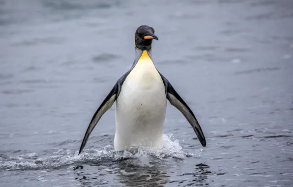 Море, вода, пингвин, боке, King Penguin, Королевский пингвин