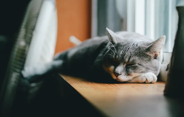 Картинка кот, серый, шерсть, спит, лежит