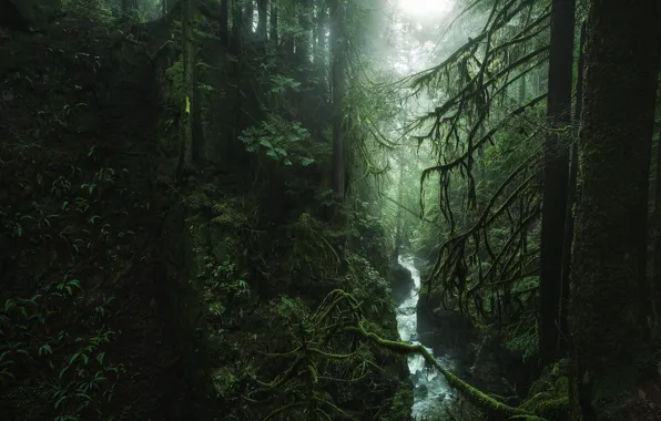 Картинка лес, деревья, природа, Канада, речка, Вест-Ванкувер