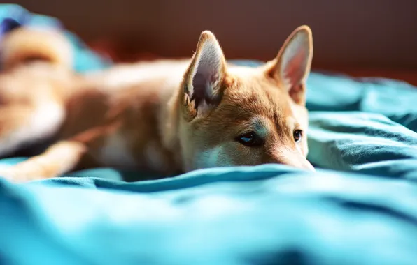 Картинка собака, щенок, Hanzo, Neil Prasad Photography