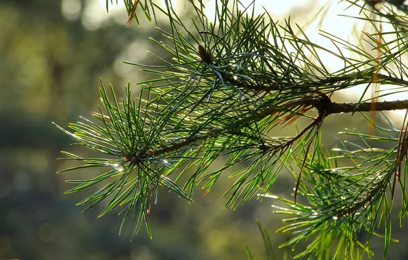 Green, spruce, twig