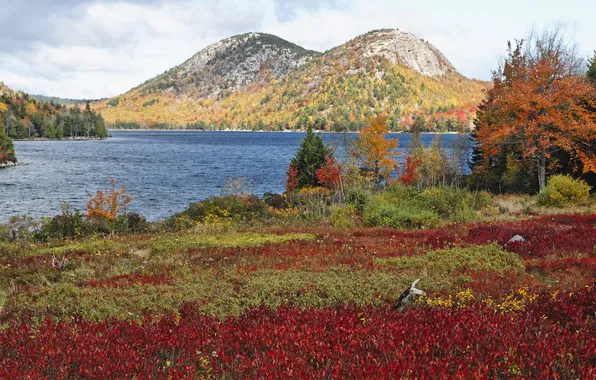 Картинка осень, трава, деревья, горы, озеро, США, кусты, Acadia National Park