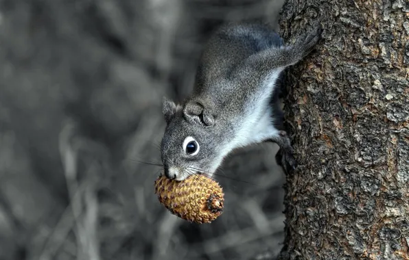 Картинка деревья, поза, серый, белка, монохром, шишки