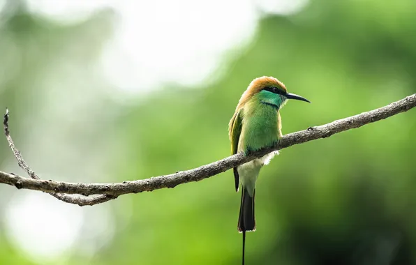 Природа, птица, ветка, nature, bird, branch