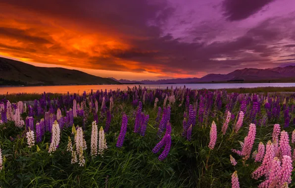 Закат, цветы, озеро, New Zealand, Lake Tekapo, люпины