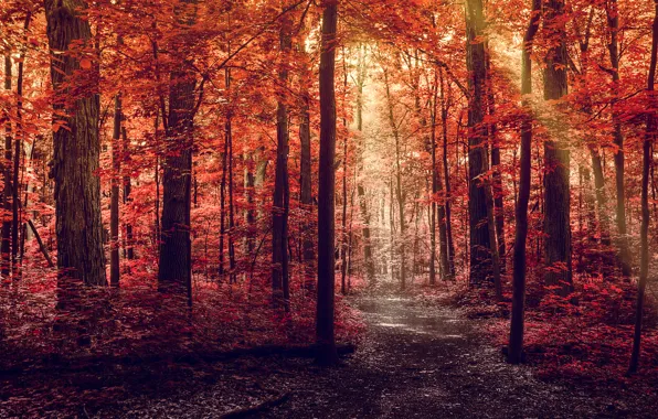 Картинка дорога, осень, лес, листья, лучи, свет, деревья, природа