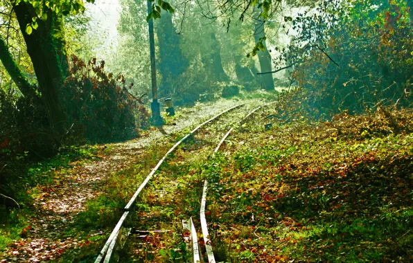 Лес, пейзаж, железная дорога, train