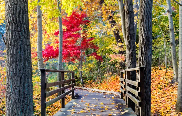 Картинка парк, дорога, leaves, fall, листья, path, colors, trees
