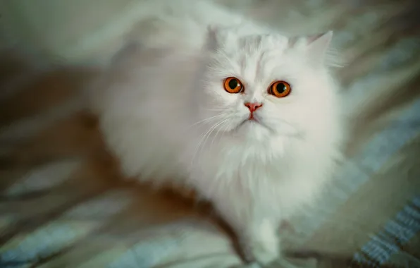 Кошка, взгляд, пушистая, персидская кошка, белая кошка