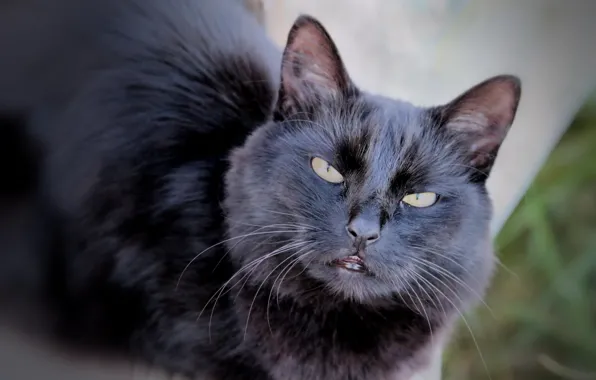 Любовь, Кошка, Кот, Свет, Нежность, Котёнок, Киса, Солнышко