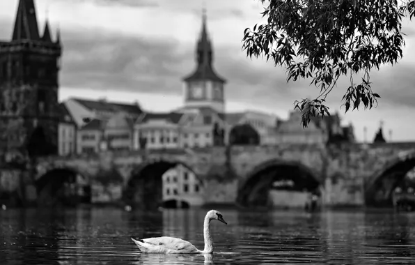Swan, river, bridge