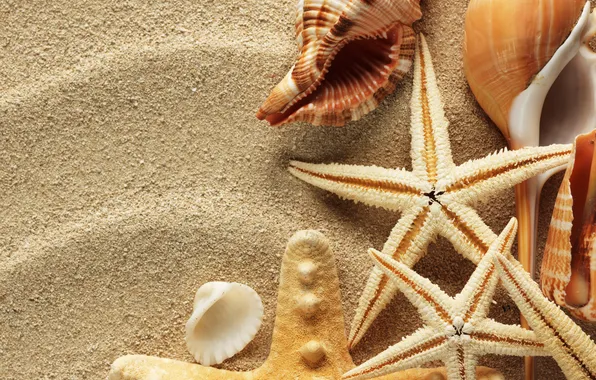 Картинка песок, лето, ракушки, морские звезды