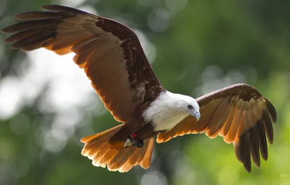 Eagle, sky, Bald