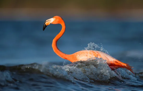 Волны, вода, птица, waves, фламинго, bird, flamingo, phoenicopterus