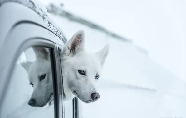 Взгляд, друг, Husky