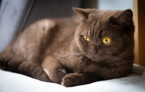 Кошка, кот, взгляд, морда, поза, котенок, лежит, коричневый