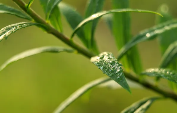 Water, drops, leaf, dew