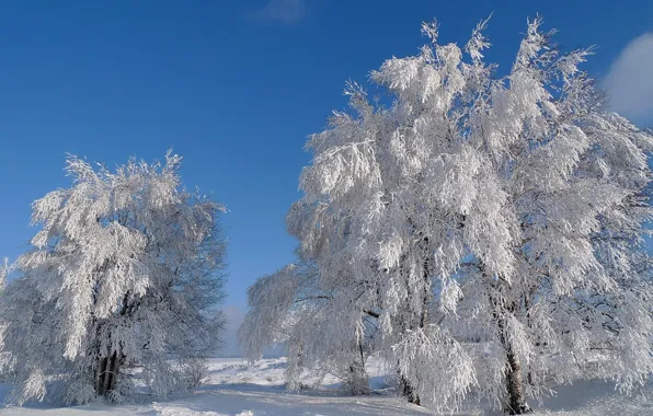 Зима, небо, снег, деревья