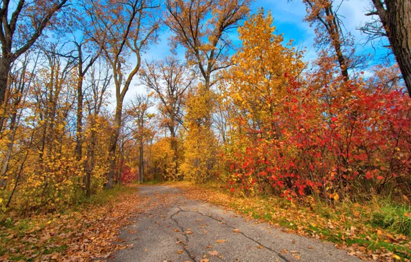 Картинка осень, листья, деревья, парк, дорожка