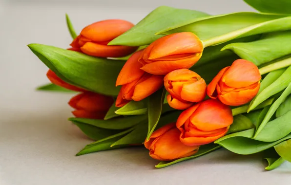 Картинка цветы, букет, тюльпаны, fresh, flowers, beautiful, romantic, tulips