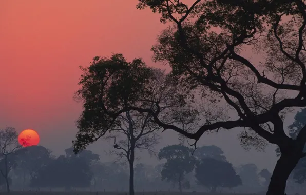 Картинка туман, sun, деревья, landscapes, sunset, вечер, trees, солнце