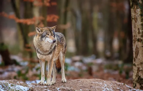 Лес, природа, волк