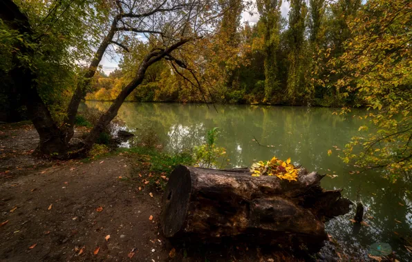 Картинка осень, лес, пейзаж, природа, водоём, берега, Александр Плеханов