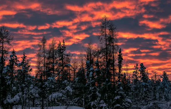 Картинка зима, небо, облака, снег, деревья, закат