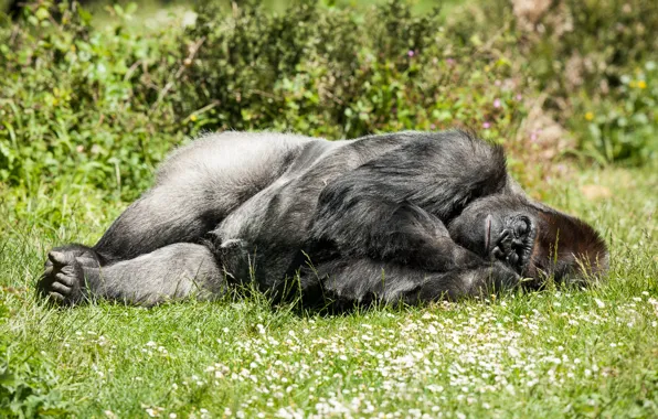 Картинка трава, солнце, отдых, сон, обезьяна, спит, горилла, примат