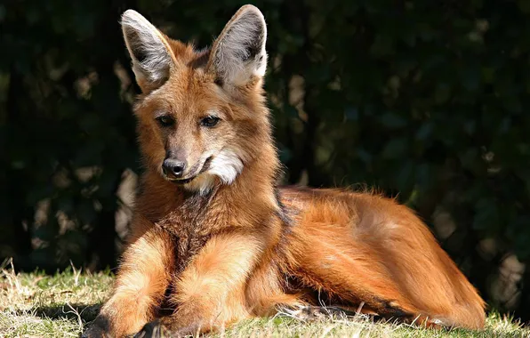 Fox, animal, wildlife, maned wolf, soud americam fox
