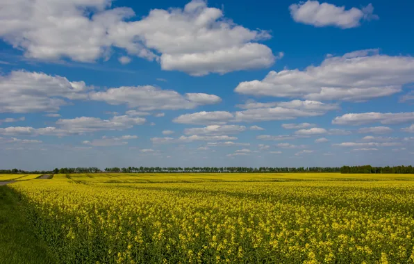 Поле, небо, облака, природа, путешествие, рапс