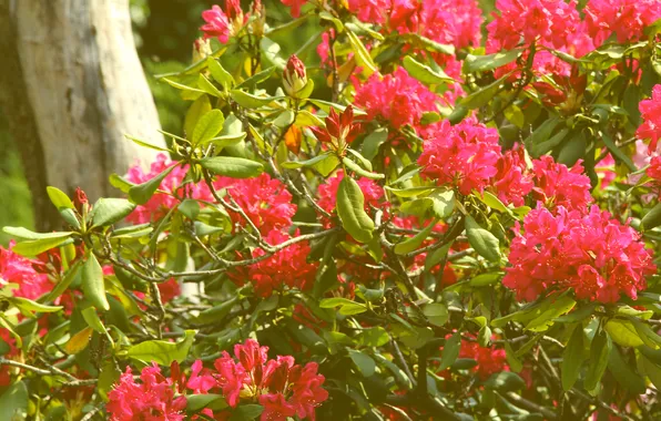 Flowering, shrub, rhododendron