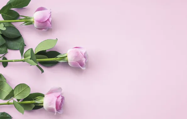 Картинка розы, розовые, бутоны, pink, flowers, roses