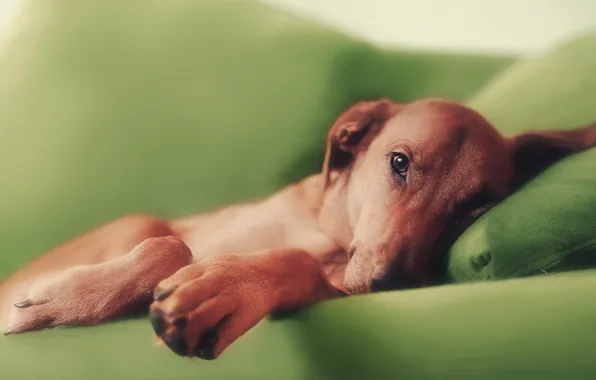 Картинка диван, собака, лапы, рыжая