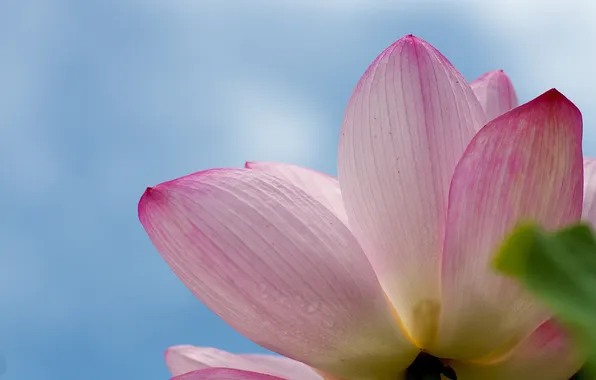 Картинка цветок, небо, розовый, лотос, водяная лилия