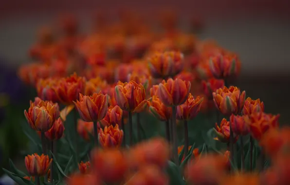 Цветы, природа, красота, весна, боке