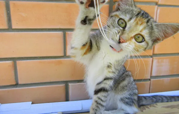 Кошка, котёнок, играет, разноцветная
