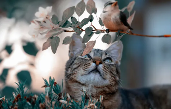 Кошка, трава, кот, взгляд, морда, листья, серый, фон