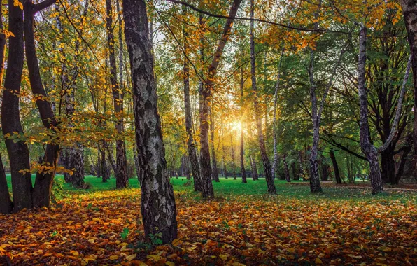 Осень, Деревья, Лес