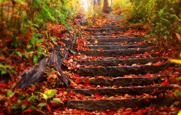 Картинка осень, лес, листья, деревья, парк, листва, лестница, ступени