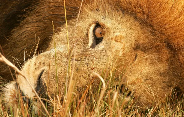 Картинка взгляд, лев, пристальный