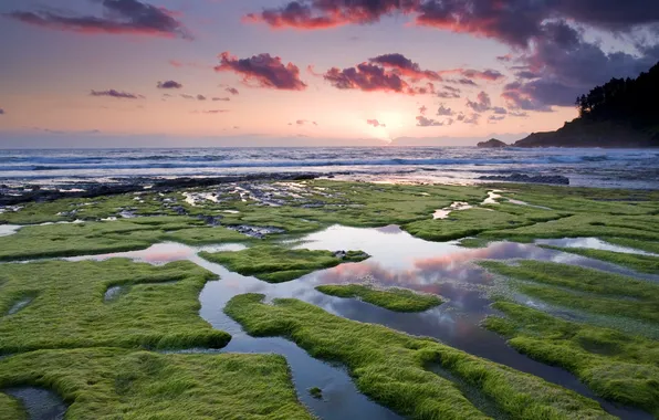 Картинка море, небо, водоросли